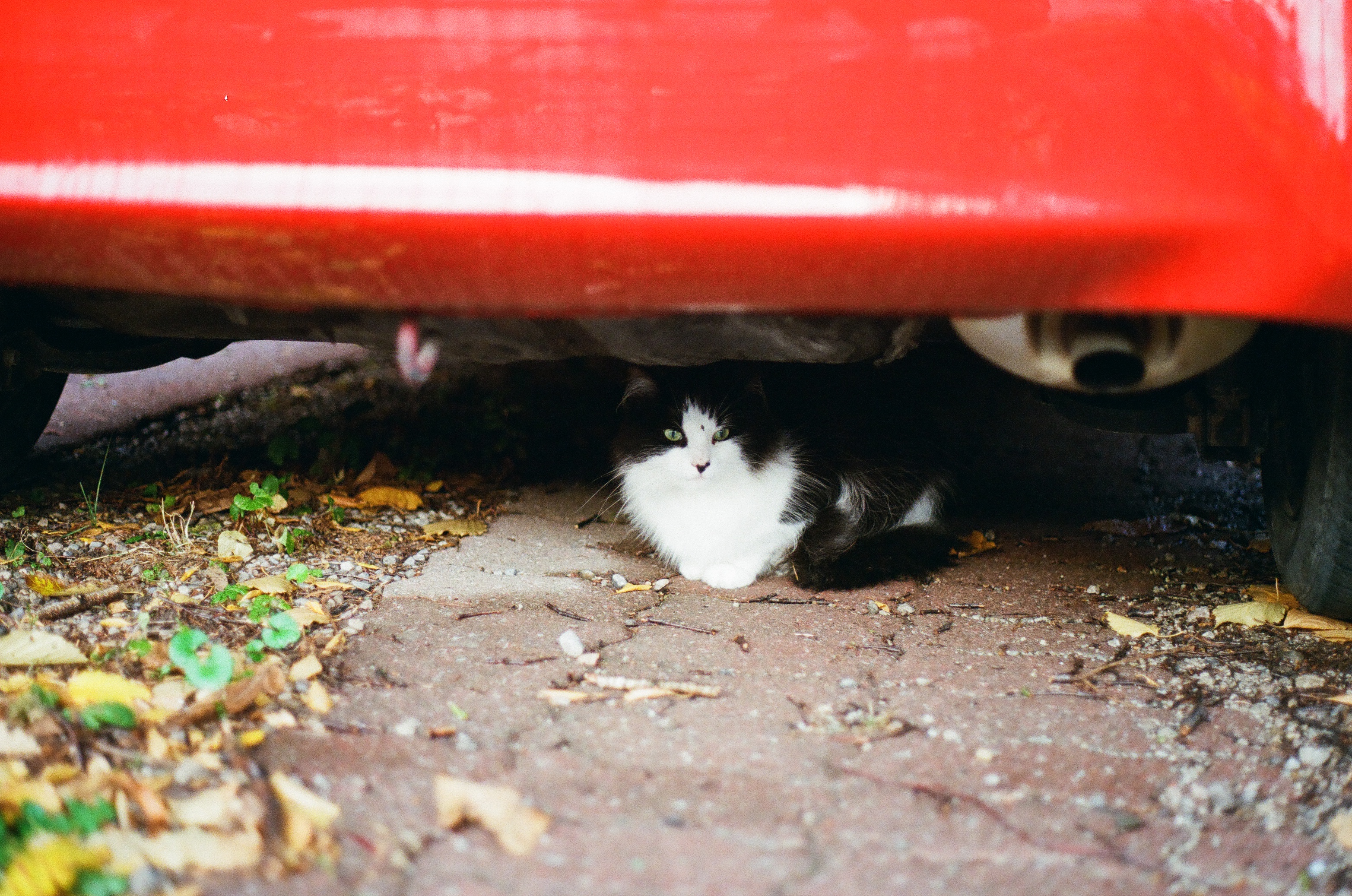 cat under car